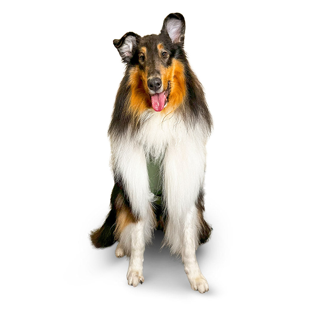 Front view of a rough collie wearing the Muse harness from saker in size Medium in Trail Green