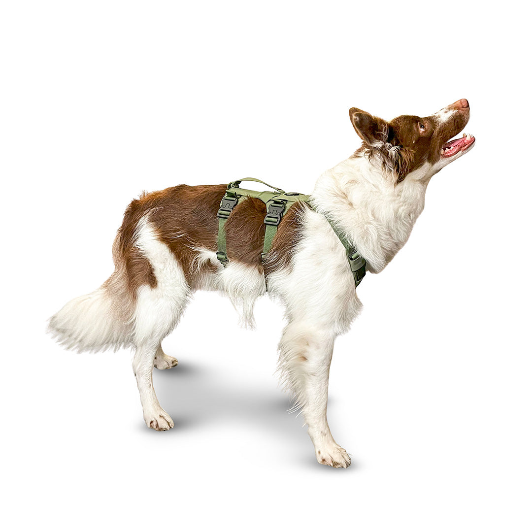 Side view of a Border Collie wearing the Muse harness from saker in size small in trail green 