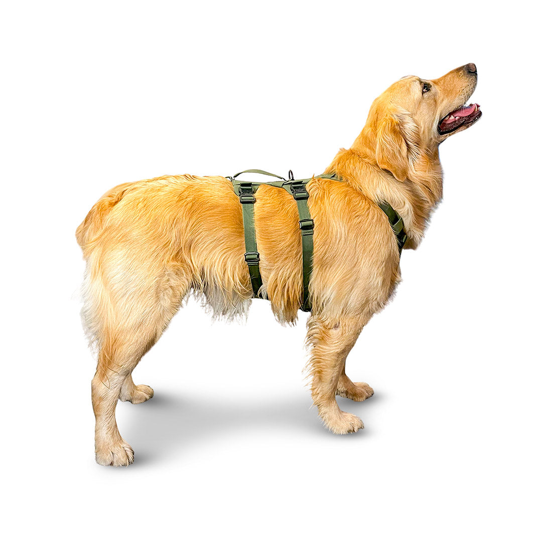 Side view of a golden retriever wearing the Muse harness from saker in size Medium in Trail Green