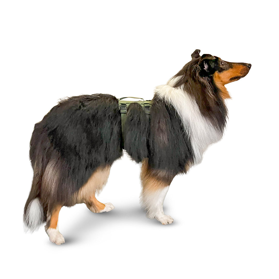 Side view of a rough collie wearing the Muse harness from saker in size Medium in Trail Green