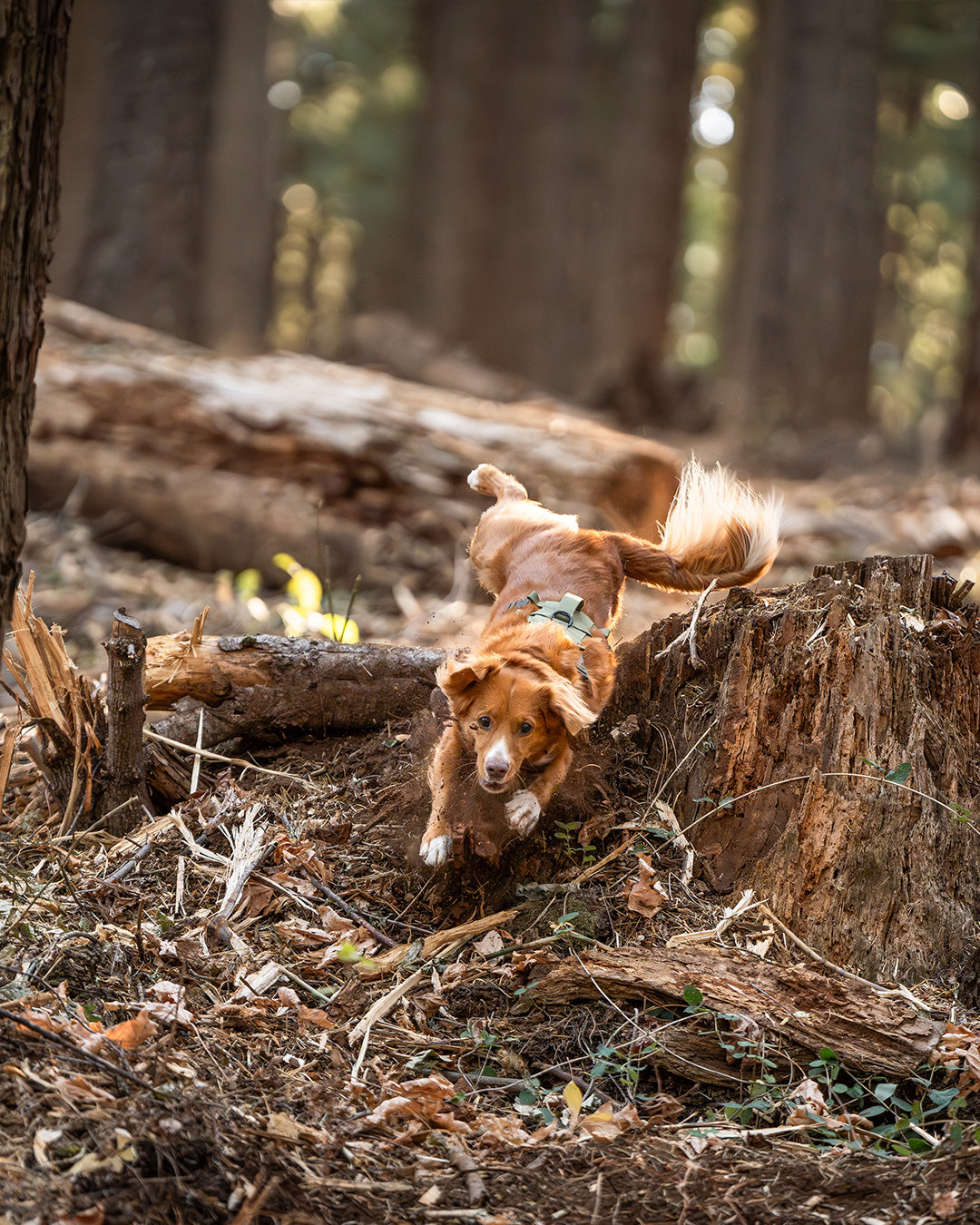 Toller flying-down-trail with the Saker Muse harness in Trail Green