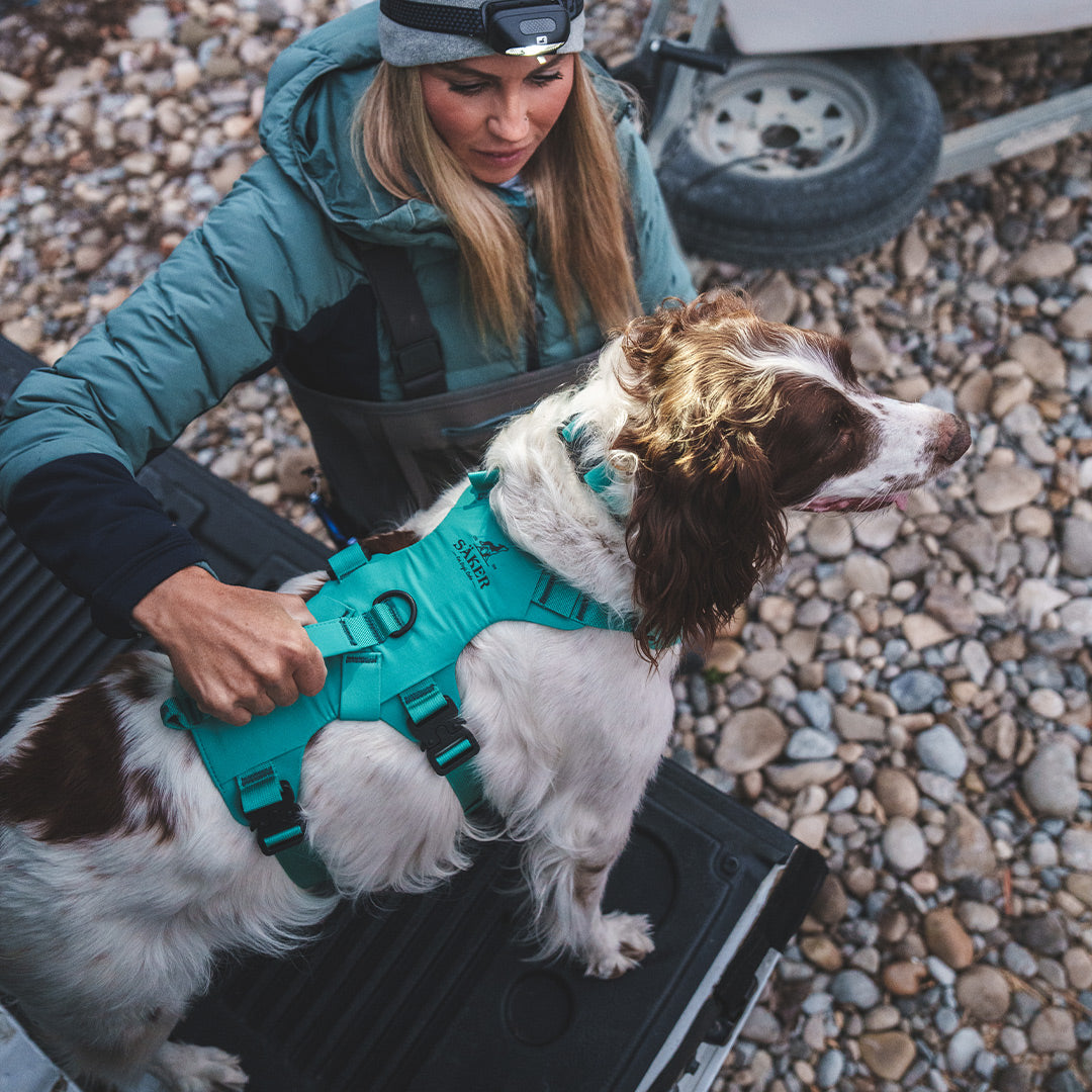 Top view of Willow, Paula Shearer dog wearing the Säker Muse harness in Skeena Teal