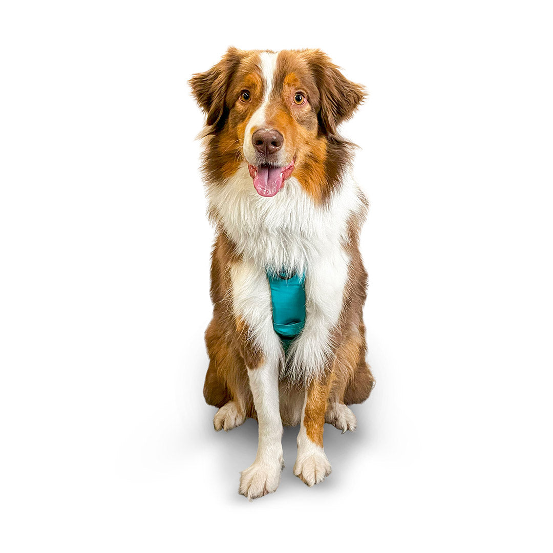 Front view of an Australian Shepherd wearing the Muse harness from saker in size Medium in Skeena Teal