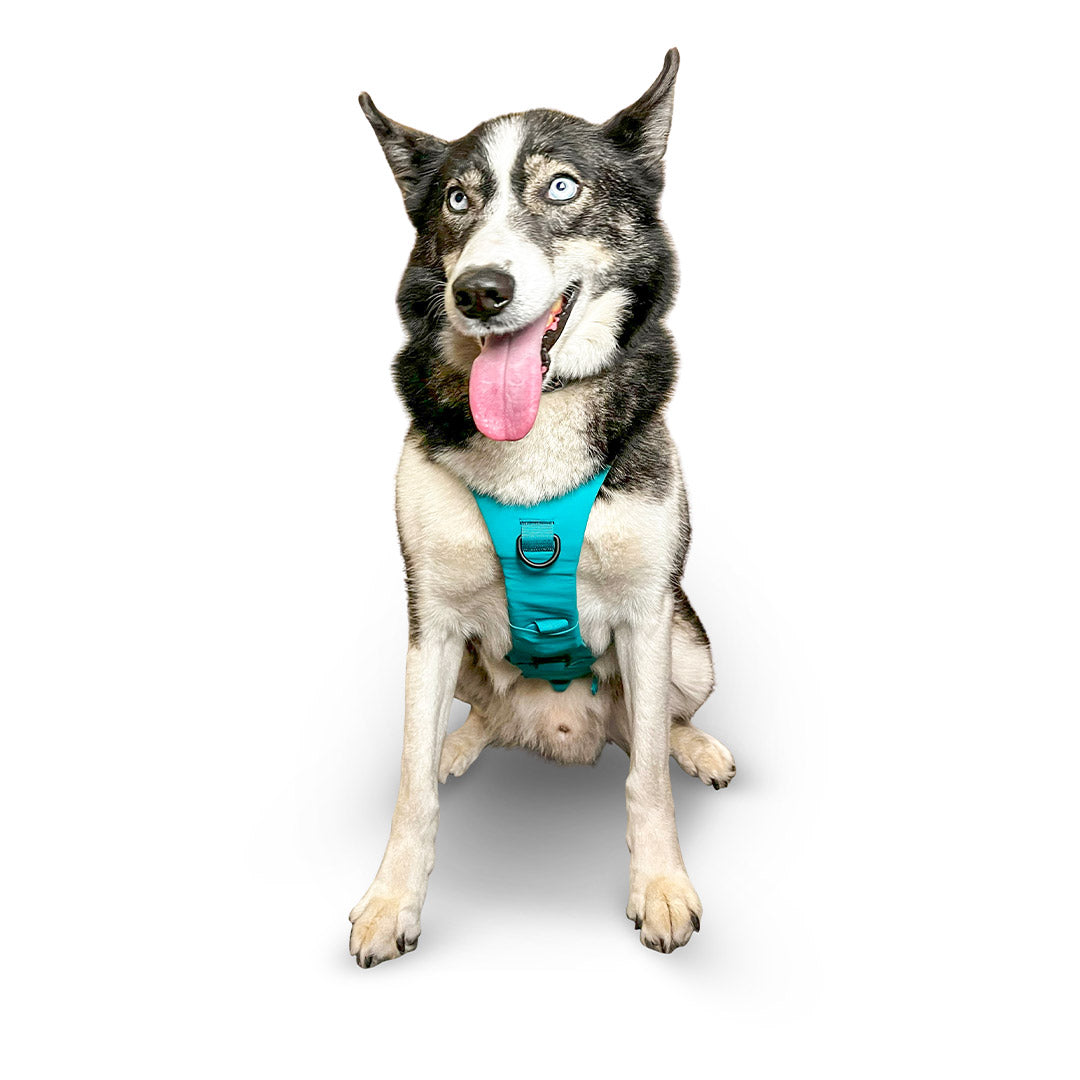 Front view of a Husky wearing the Muse harness from saker in size Medium in Skeena Teal