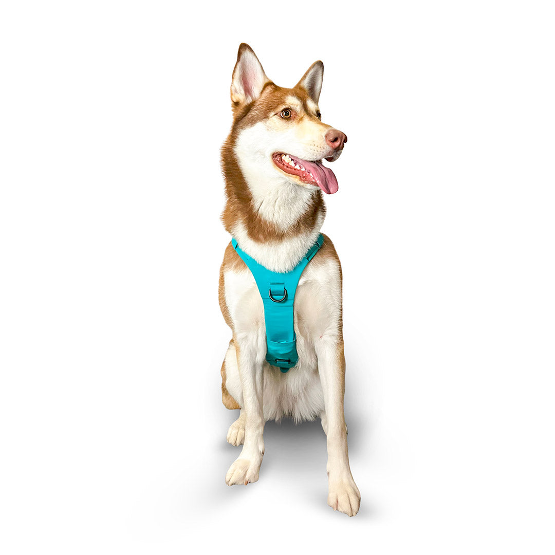 Front view of a Husky-malamute mix wearing the Muse harness from saker in size Medium in Skeena Teal