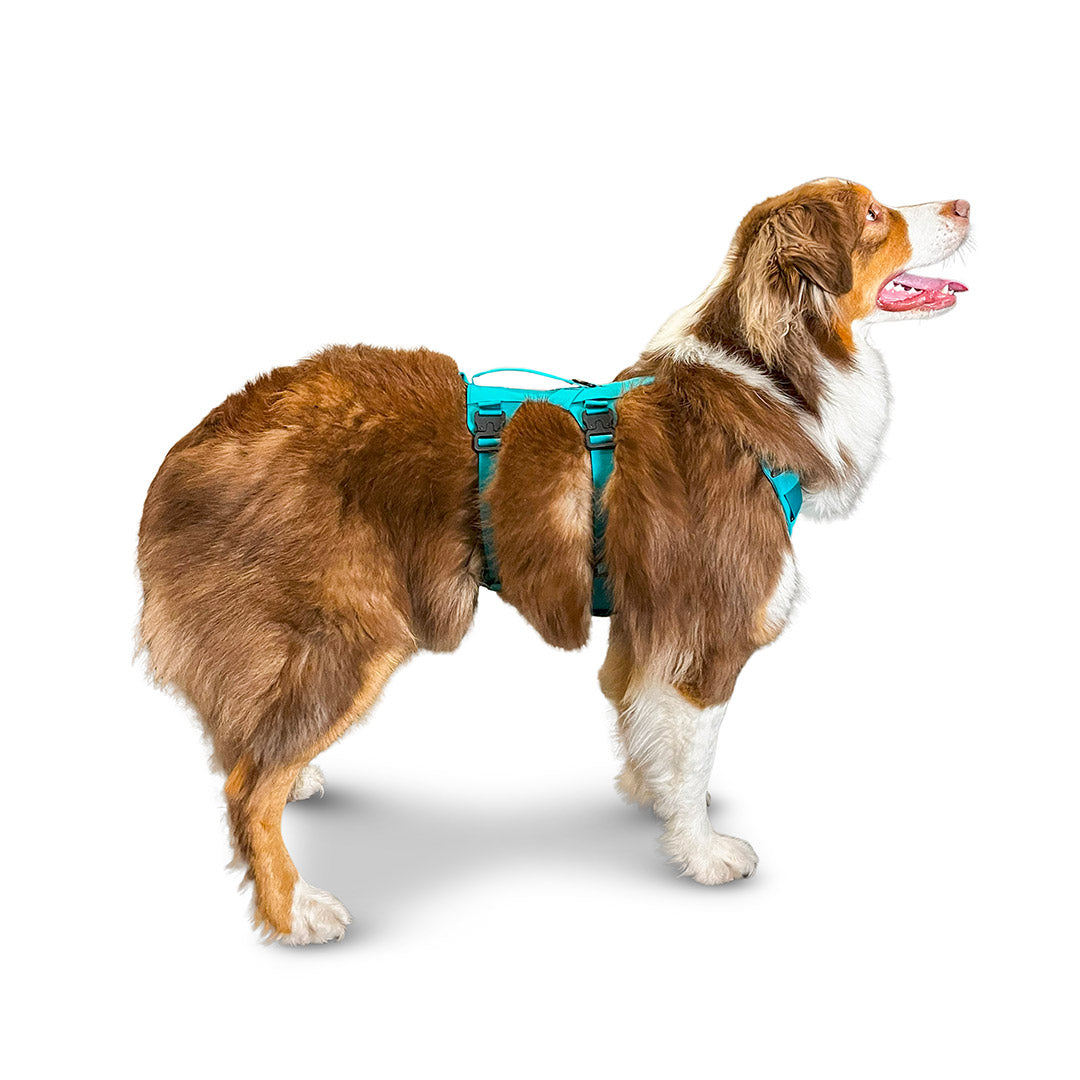 Side view of an Australian Shepherd wearing the Muse harness from saker in size Medium in Skeena Teal