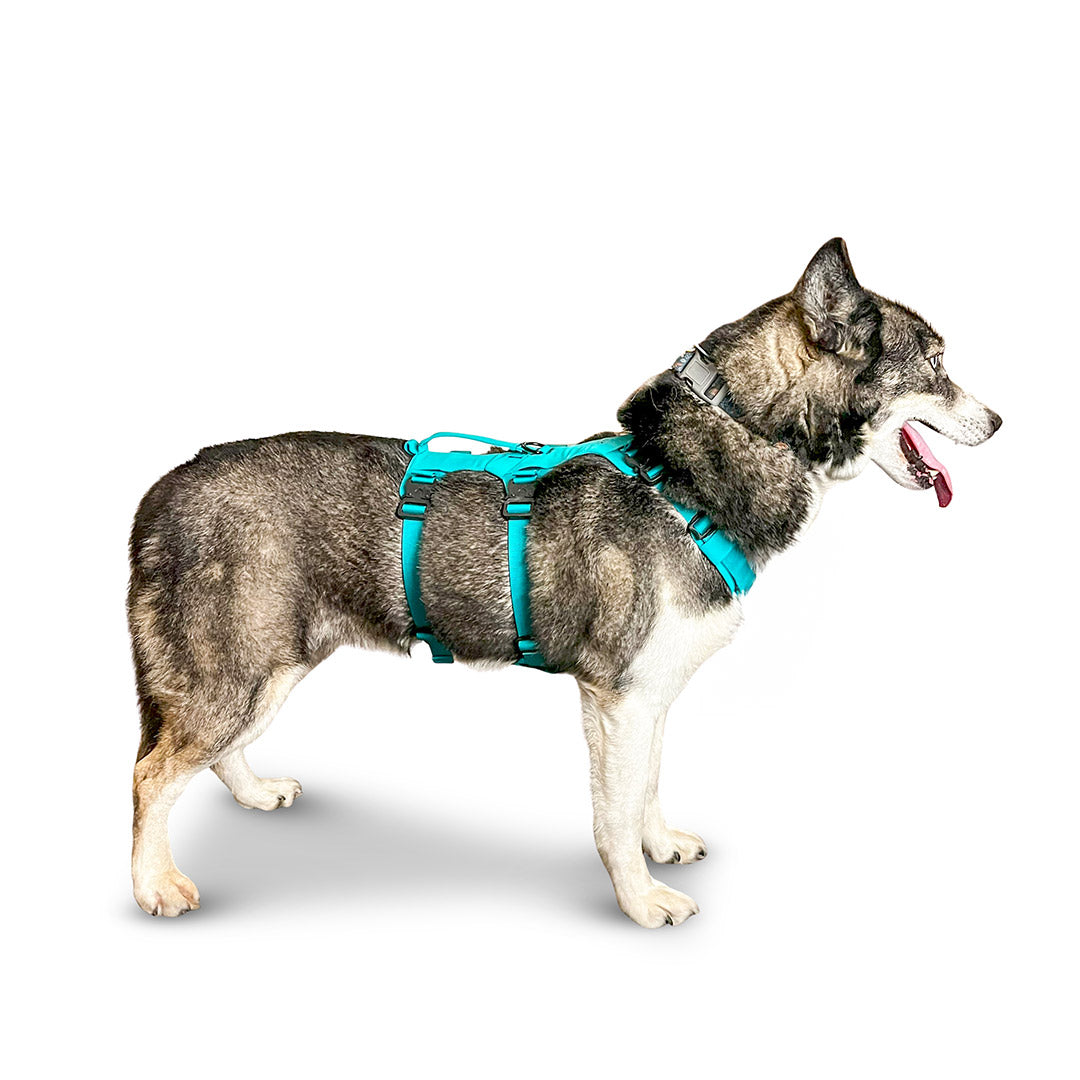 Side view of a Husky wearing the Muse harness from saker in size Medium in Skeena Teal