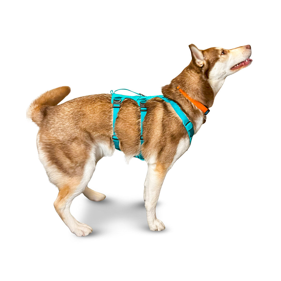 Side view of a Husky-malamute mix wearing the Muse harness from saker in size Medium in Skeena Teal