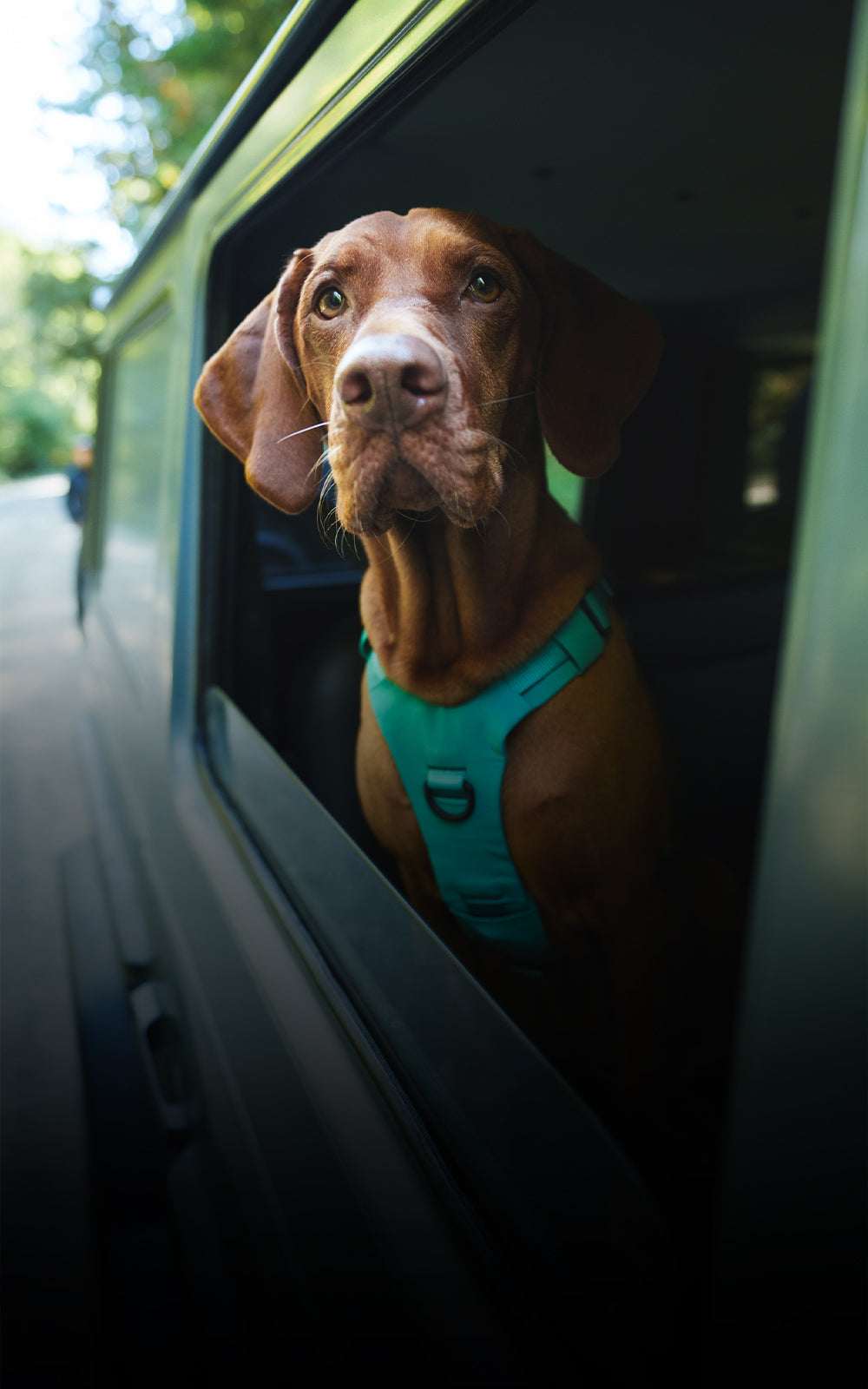 Vizsla wearing the Bomber harness with his head out of the window