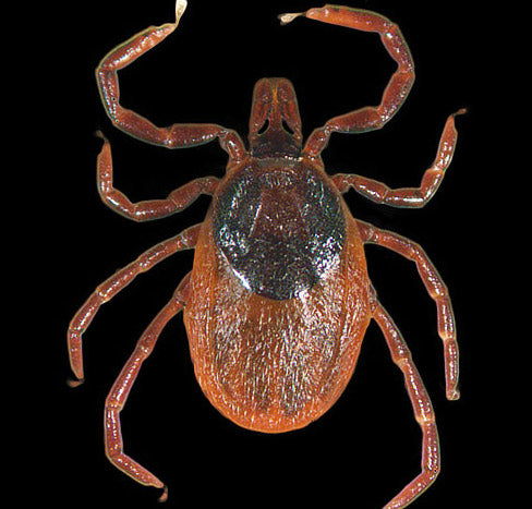 close view of the western blacklegged tick female
