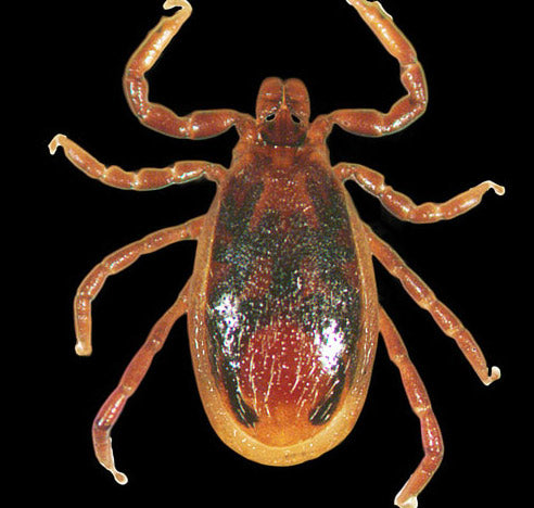 close view of the western blacklegged tick male