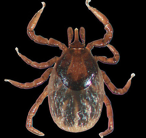 close view of the western blacklegged tick nymph