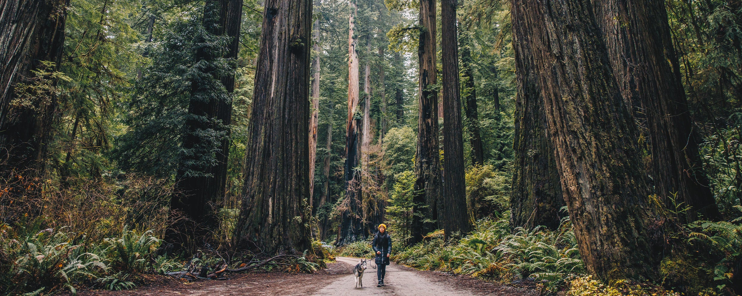 woman walking in the redwoods with her husky wearing the Canyon Pro harness