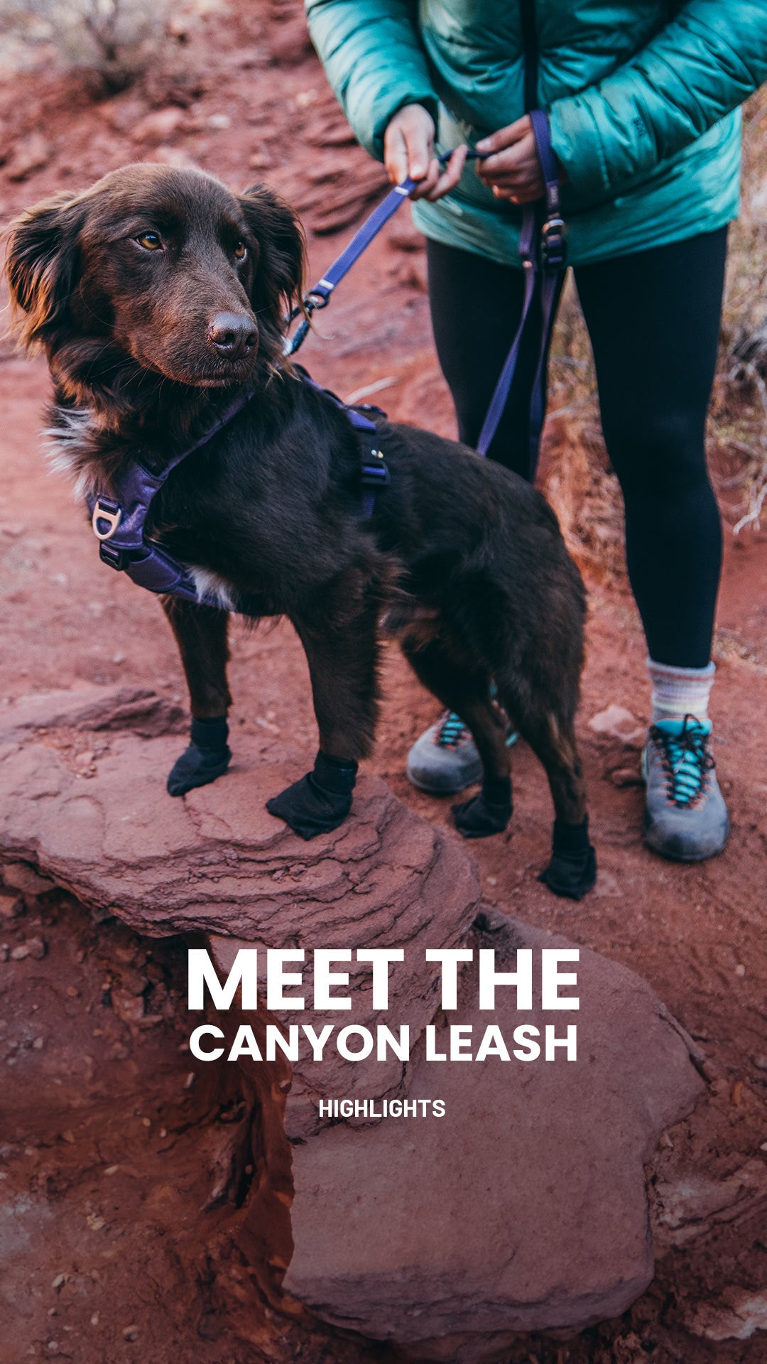 dog wearing the canyon harness in prairies purple with the canyon leash