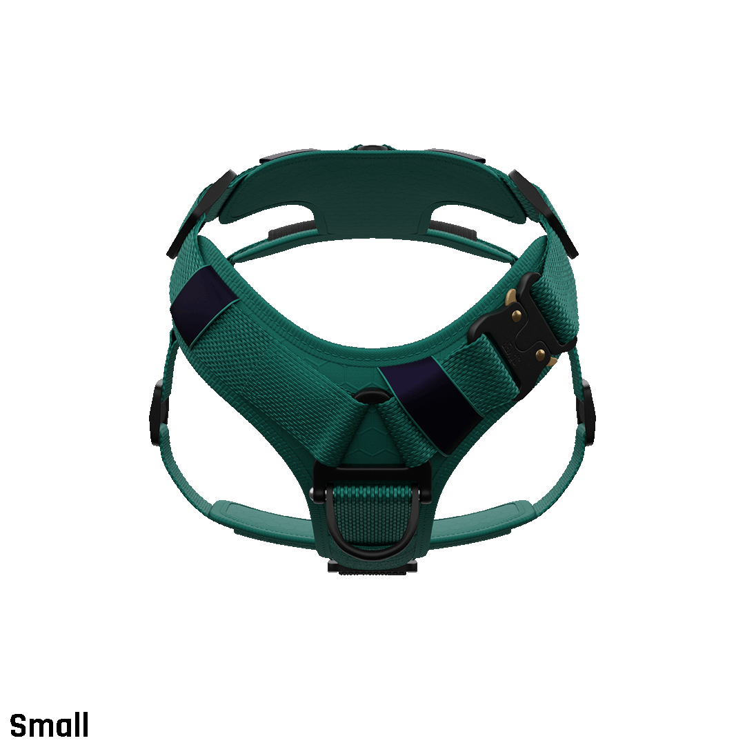 Front view of the small core harness in tazer teal with neck buckle to prevent the harness from passing over the head