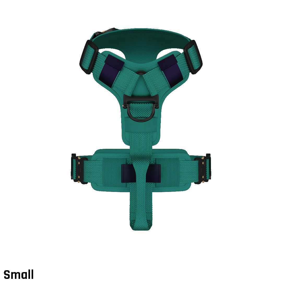 Top view of the small ascension core harness in Tazer Teal