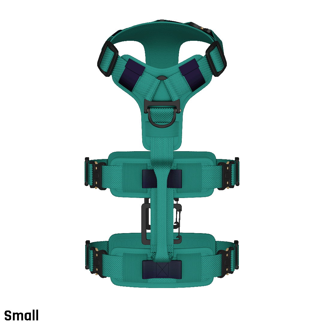 Top view of the Ascension Extended harness small in Tazer Teal