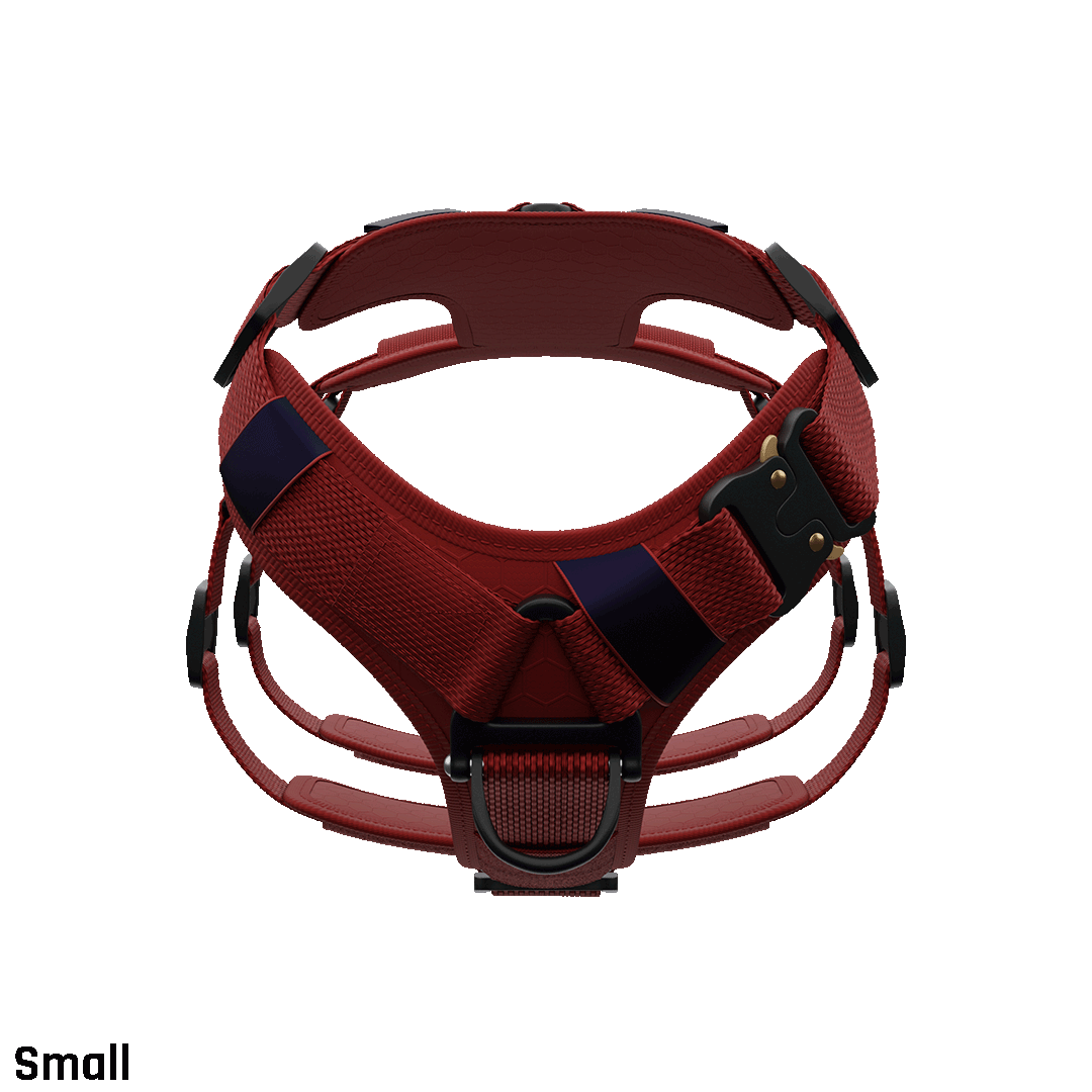 Front view of the Ascension Extended harness Small in Blazing Red