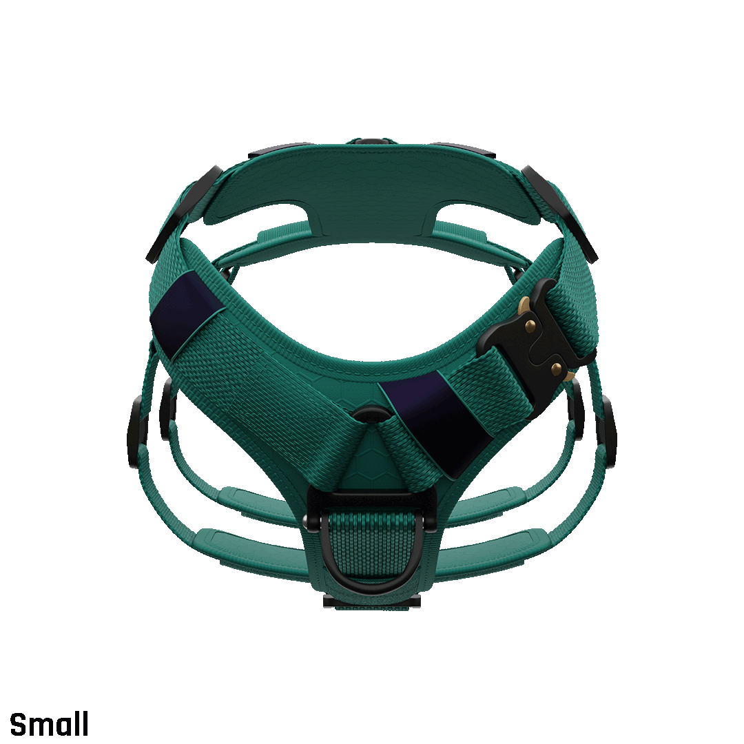 Front view of the Ascension Extended harness Small in Tazer Teal
