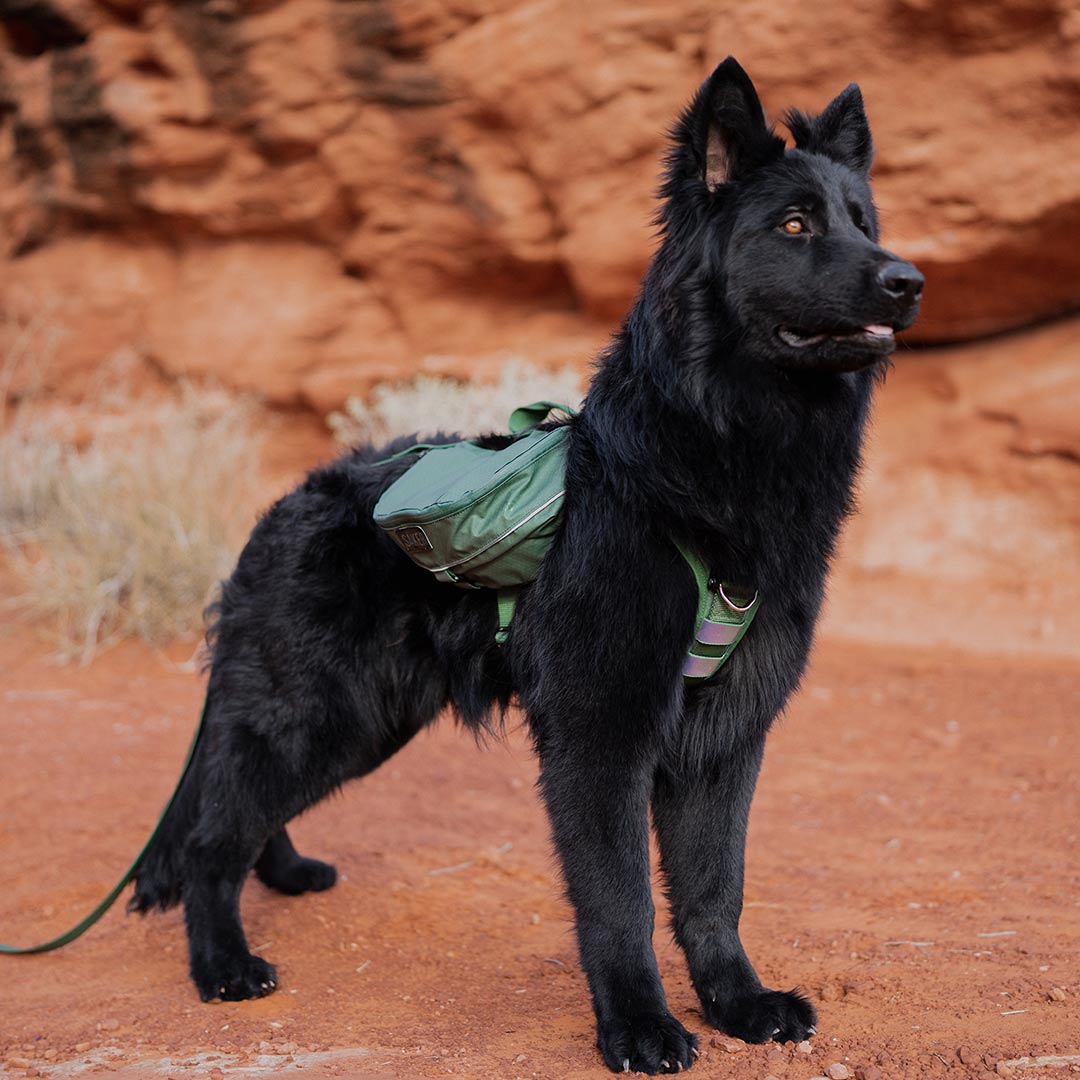 Black dog wearing the Ascension Dog Pack in Woodland Green in M-L at Dixie Rock, Utah